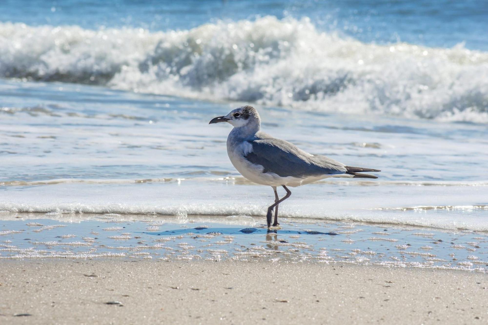 Direct Gulf Views With Deeded Beach Access Gulf Shores Kültér fotó
