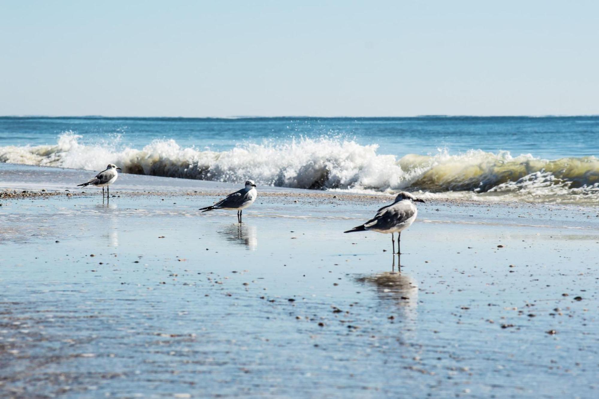 Direct Gulf Views With Deeded Beach Access Gulf Shores Kültér fotó